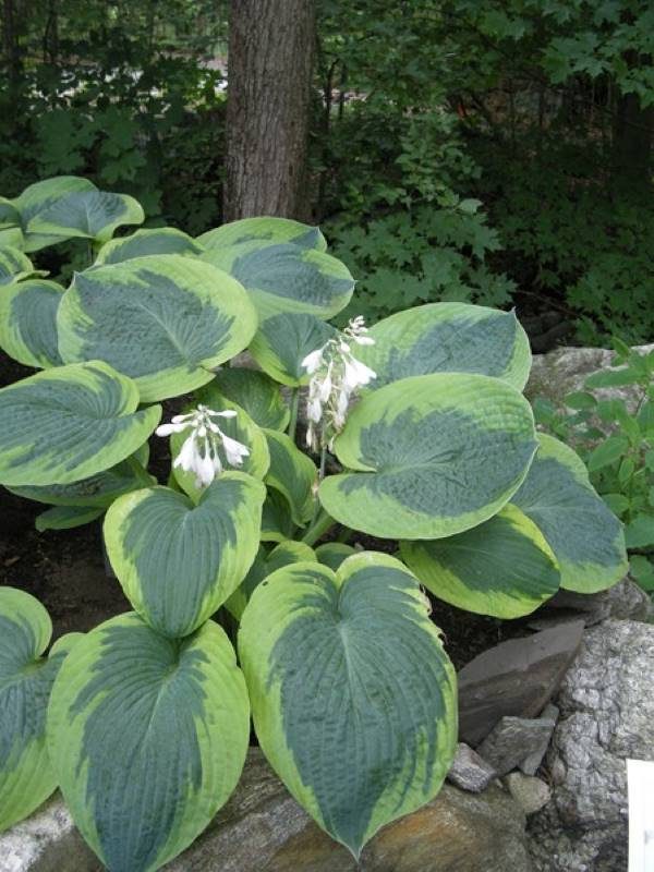 Hosta Olive Baily Langdom
