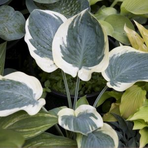 Hosta Orion's Belt