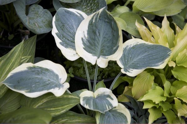 Hosta Orion's Belt