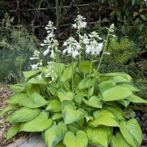 Hosta Paradigm