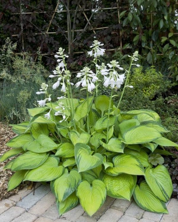 Hosta Paradigm