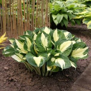 Hosta Pathfinder