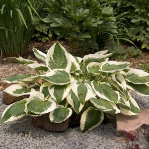Hosta Patriot