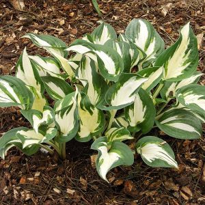 Hosta Paul Revere