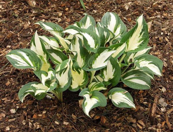 Hosta Paul Revere