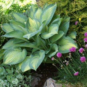 Hosta Paul's Glory