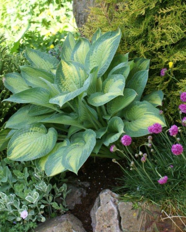Hosta Paul's Glory