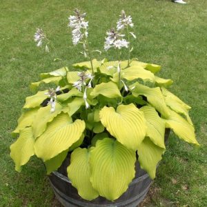 Hosta Piedmont Gold