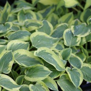 Hosta Pilgrim