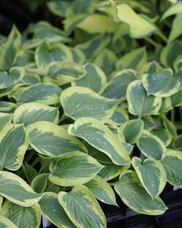 Hosta Pilgrim