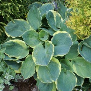 Hosta Pizzazz
