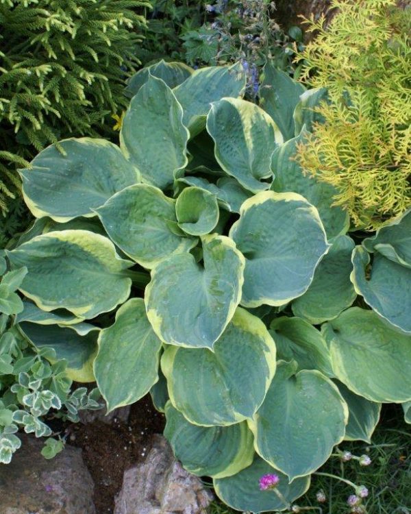 Hosta Pizzazz