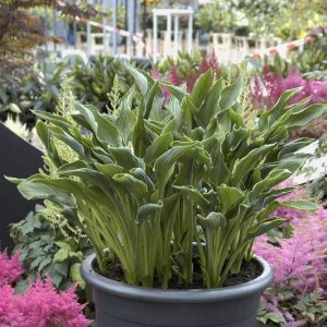 Hosta Praying Hands