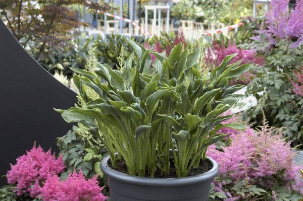 Hosta Praying Hands