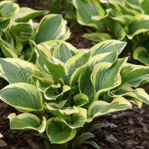 Hosta Queen Josephine