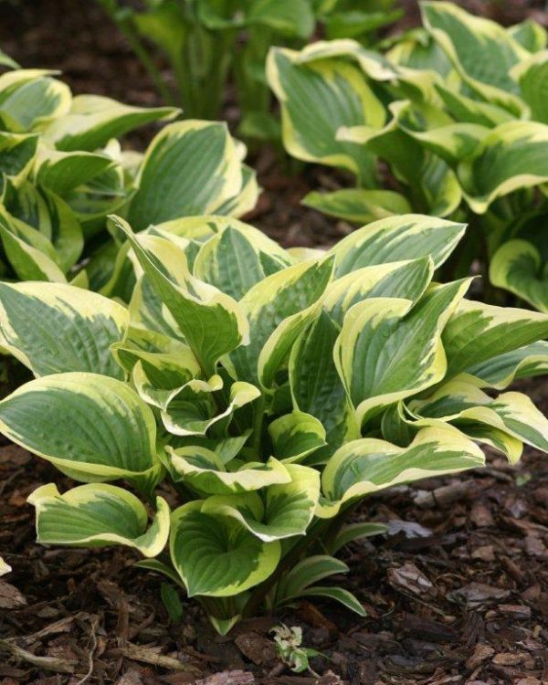 Hosta Queen Josephine
