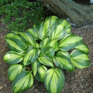 Hosta Rainbows End