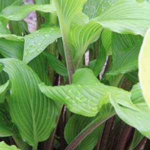 Hosta Red Neck Heaven