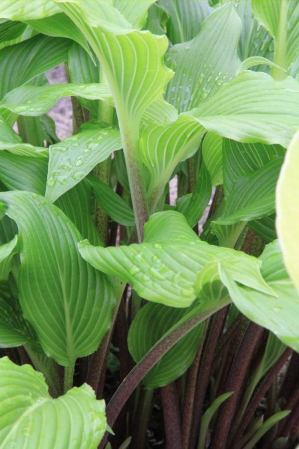 Hosta Red Neck Heaven