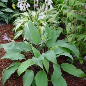 Hosta Red October