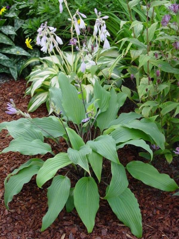 Hosta Red October