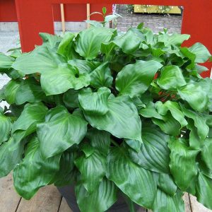Hosta Red Stepper