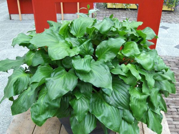 Hosta Red Stepper