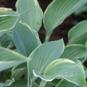 Hosta Regal Splendor