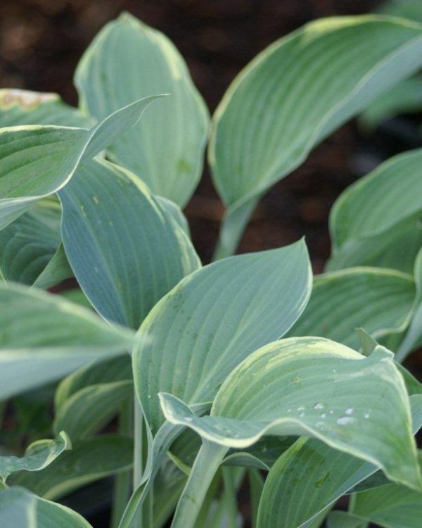 Hosta Regal Splendor