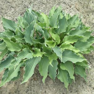 Hosta Restless Sea