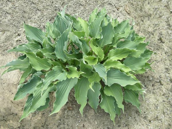 Hosta Restless Sea