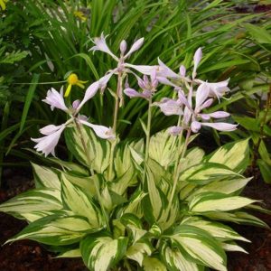 Hosta Revolution®