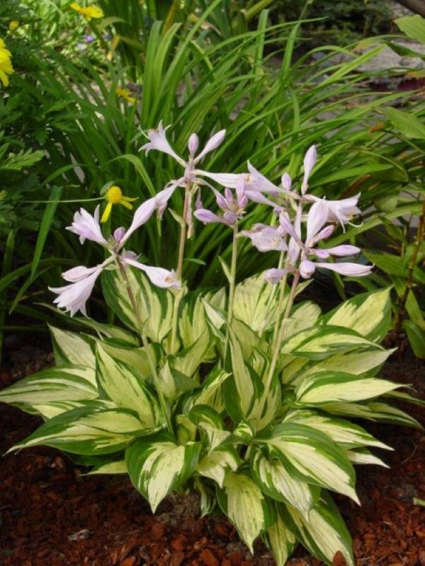 Hosta Revolution®