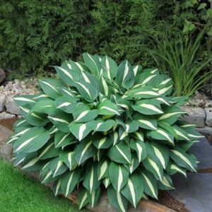 Hosta Risky Business