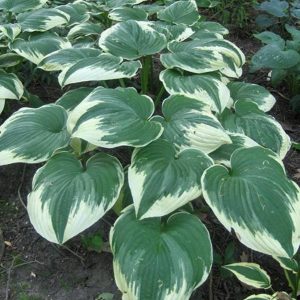 Hosta Robert Frost