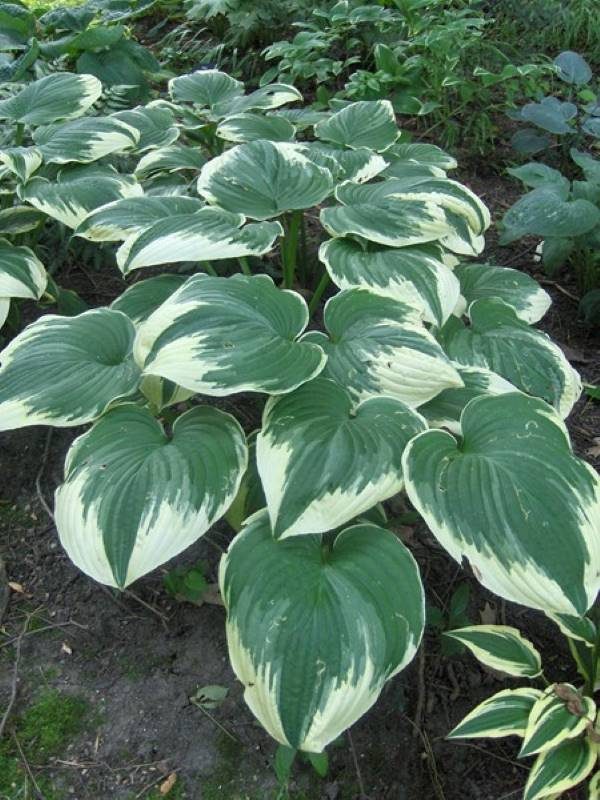 Hosta Robert Frost