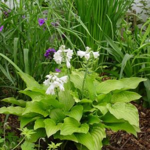 Hosta Royal Standard