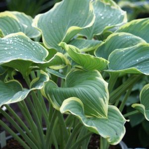 Hosta Sagae