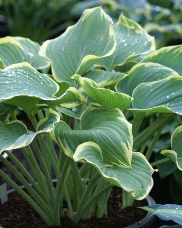 Hosta Sagae