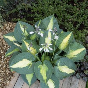 Hosta Saint Paul