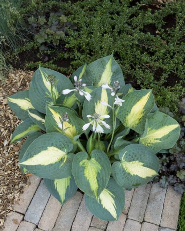 Hosta Saint Paul
