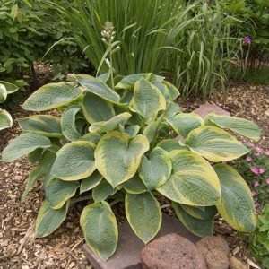 Hosta Samurai