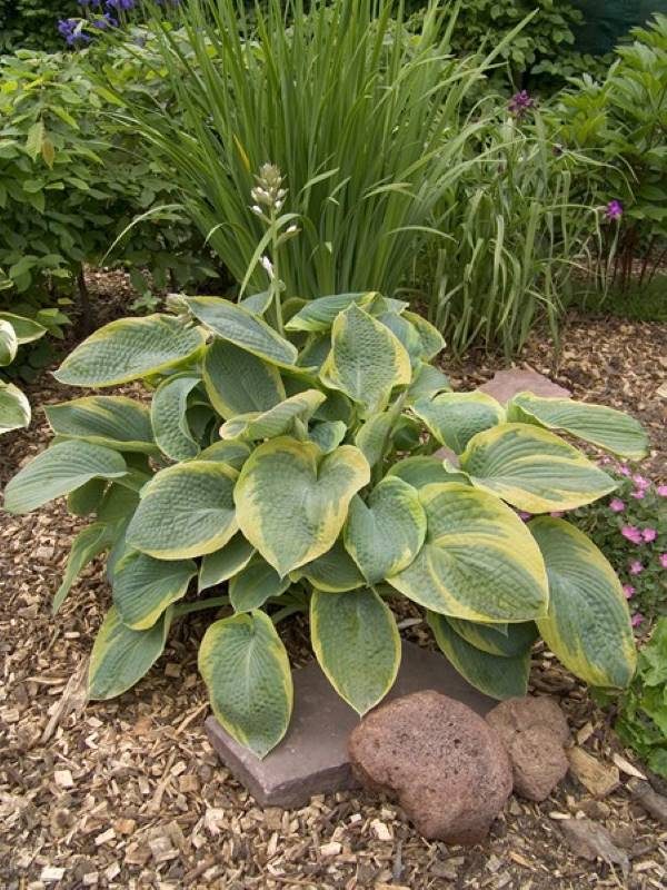 Hosta Samurai