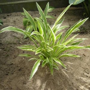 Hosta Sandhill Crane