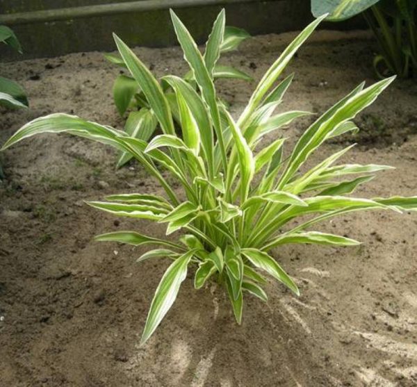 Hosta Sandhill Crane