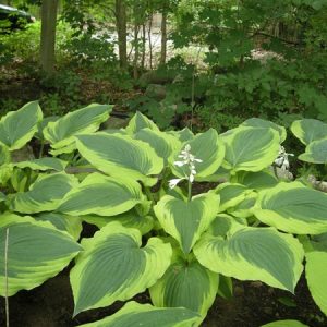 Hosta Satisfaction