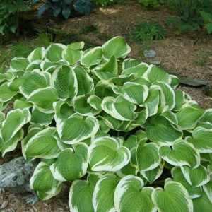 Hosta Shade Fanfare