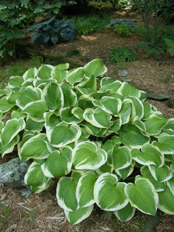 Hosta Shade Fanfare