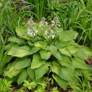 Hosta Sharmon