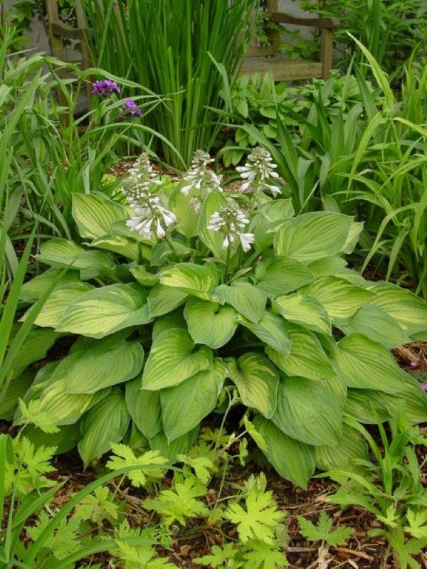 Hosta Sharmon